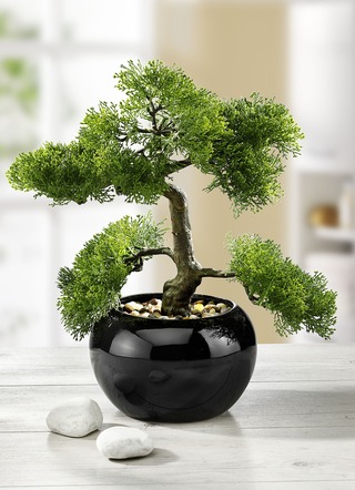 Inlagd cypress bonsai